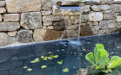 6 conseils d’aménagement pour votre bassin de jardin